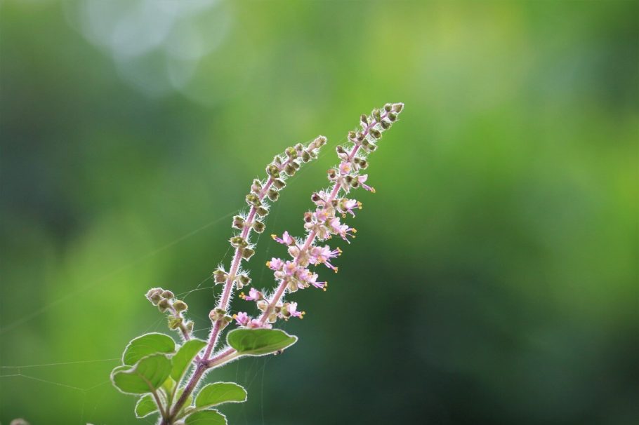 Describe a plant that you are familiar with IELTS Cue Card Admissify